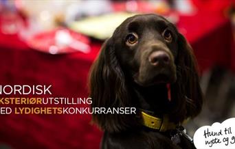 NKK Harstad 2018
